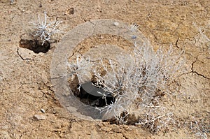 Desert Plants and Rodent Holes