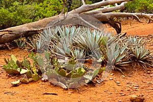 Desert plants in Sedona, Arizona, USA