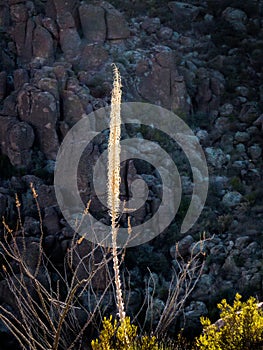 Desert plants of the Superstitiion Mountains Arizona