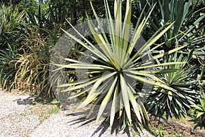 Desert plants with thorns