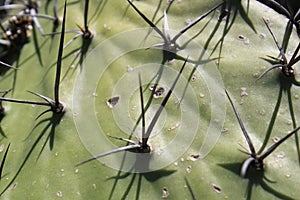 Desert plants with thorns