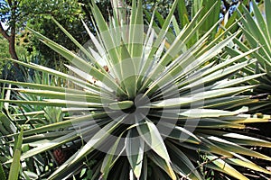 Desert plants with thorns