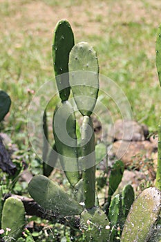 Desert plants with thorns