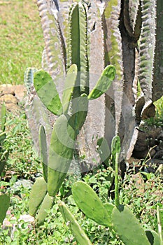 Desert plants with thorns