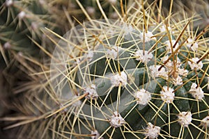 Desert plants. Top view of cactus spines, close-up