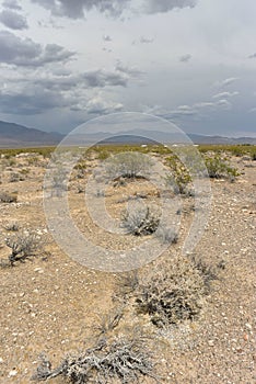 Desert plants under white and gray clouds blue sky over Mojave Desert landscape town of Pahrump, Nevada, USA