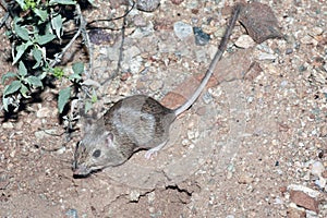 Desert Pocket Mouse near a burrow