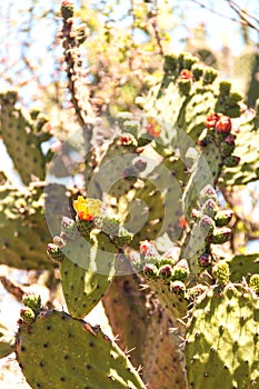 Desert pricly pear