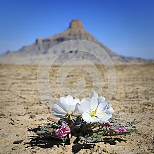 Desert Primrose in Southern Utah