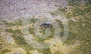 Desert Pupfish in a Desert Stream