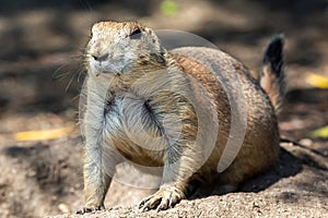 Desert puppy with raised front paw looking at camera. Prairie rodent.