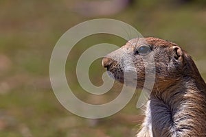 Desert puppy with raised front paw looking at camera. Prairie rodent.