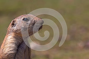 Desert puppy with raised front paw looking at camera. Prairie rodent.