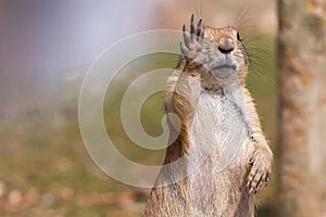 Desert puppy with raised front paw looking at camera. Prairie rodent.