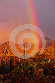 Desert Rainbow