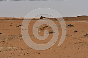 Desert sand and Free Camels, in the heart of Saudi Arabia on the way to Riyadh