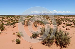 Desert red sandy soil and bushes on it