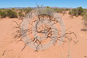 Desert red sandy soil and bushes on it