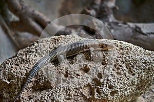 Desert reptile lizard