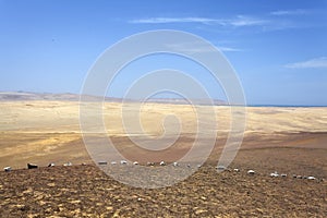 Desert - Reserva National de Paracas national park in Ica Peru, South America photo