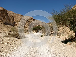 Desert road