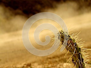 Deserto strade 