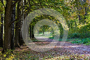 Desert Road in the autumn forest