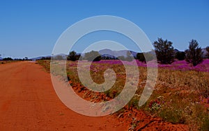 Desert Road and Field of Broad-Leaf Parakeelya flowers in the Central Australia