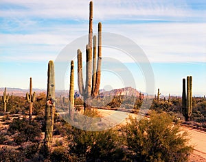 Desert Road Sonora desert Arizona