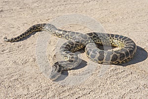 Desert rock python on sandy ground