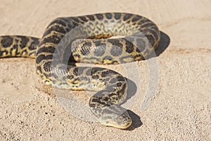Desert rock python on sandy ground