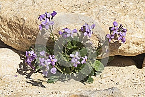 Desert Rocket Diplotaxis Acris Specimen in Bloom in Nahal Zin in Israel