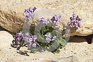 Desert Rocket Diplotaxis Acris Specimen in Bloom in Nahal Zin in Israel photo