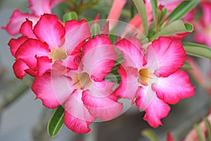 Desert Rose