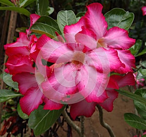 DESERT ROSE