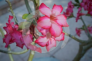 Desert Rose, Adenium obesum