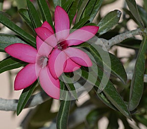 Desert rose adenium obesum, in Pheonix Arizona