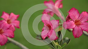 Desert Rose Adenium Obesum Pink Panning High Definition