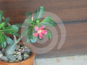 The Desert Rose or Adenium plant with flowers, Dhaka, Bangladesh.