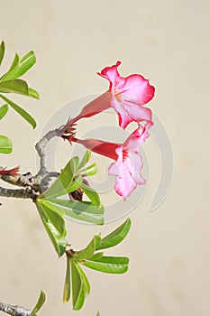 Desert rose adenium on the sand background.