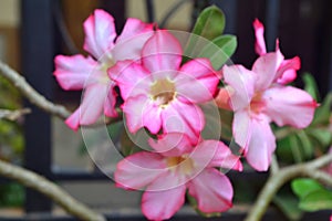 Desert rose aka Adenium Adenium obesum, beautiful pink tropical flower