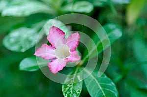 Desert rose, APOCYACEAE or Adenium obesum or Mock Azalea or Pinkbignonia or Impala lily with flower