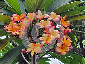 Desert rose is beautiful flowerz