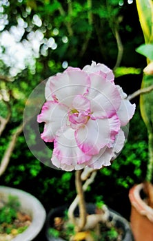 Desert rose and beautiful green leaves background in countryside garden at