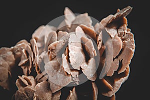 Desert rose crystal isolated on black background