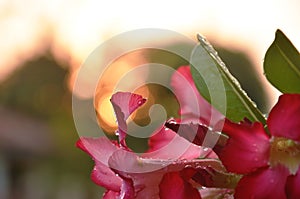 Desert rose and drop of water in park on sunset