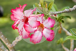 Desert Rose flower