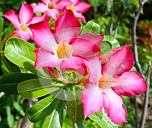 Desert rose flower