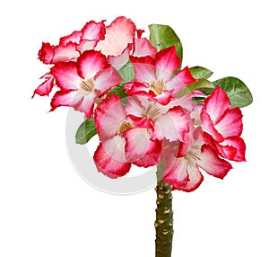 Desert rose flower isolated. photo