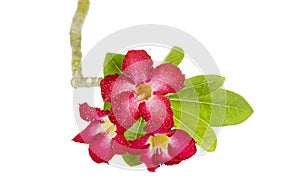 Desert rose flower isolation